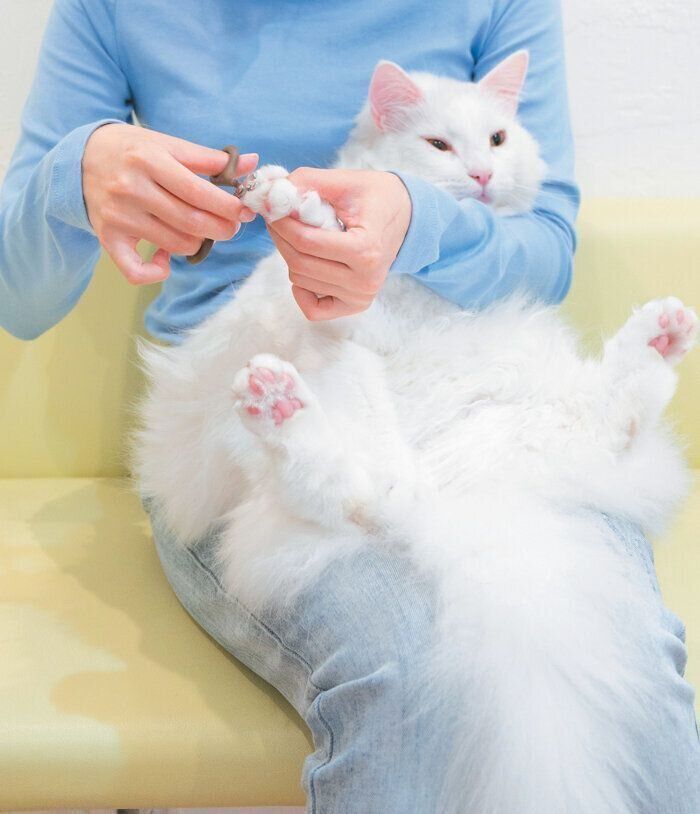 前足の爪切り