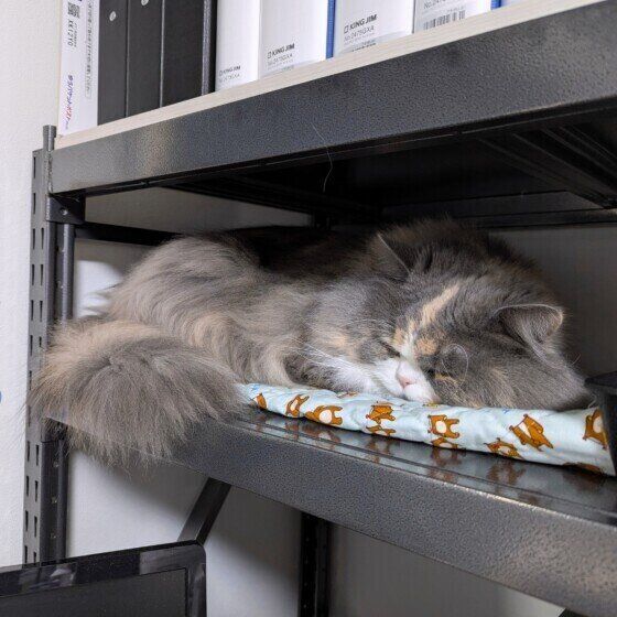 隙間で眠るサイベリアン