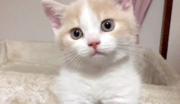 まんまるお目めのてんぷらくん