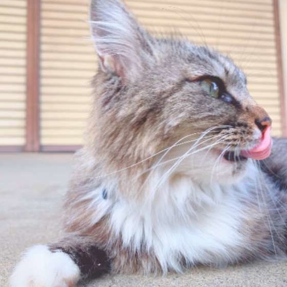 舌をぺろっと出すノルウェージアンフォレストキャット