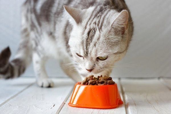 ごはんを食べる猫