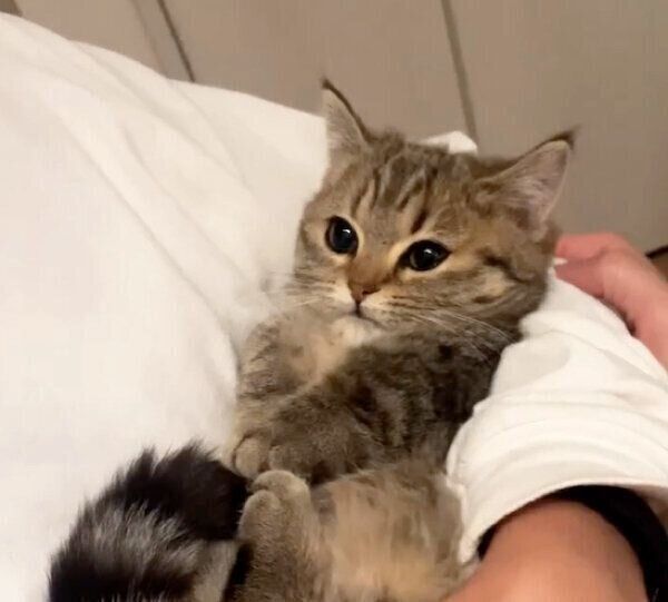甘えるふうちゃん