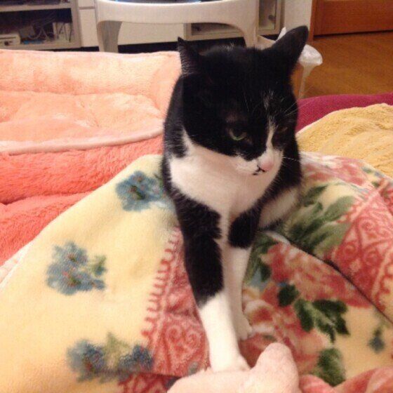 MIXのアクビちゃん