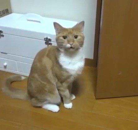 お話分かるちゃいちゃん