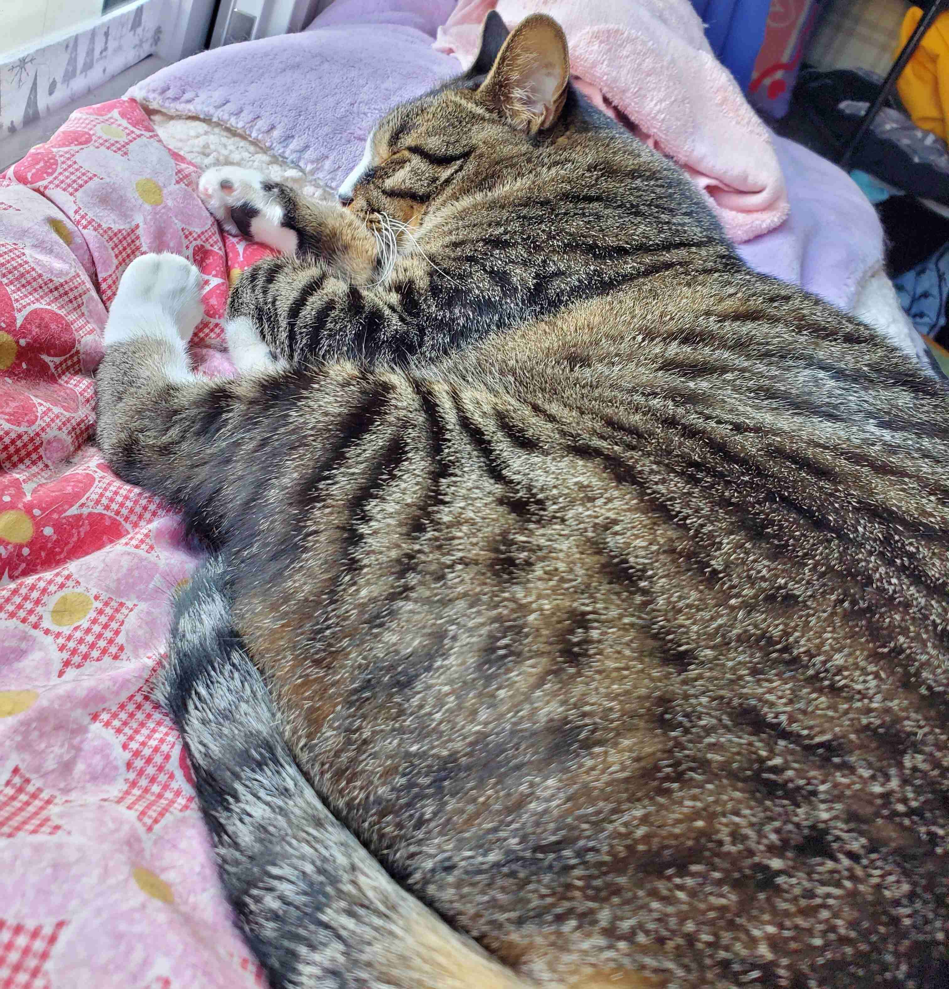 母猫のライラちゃん