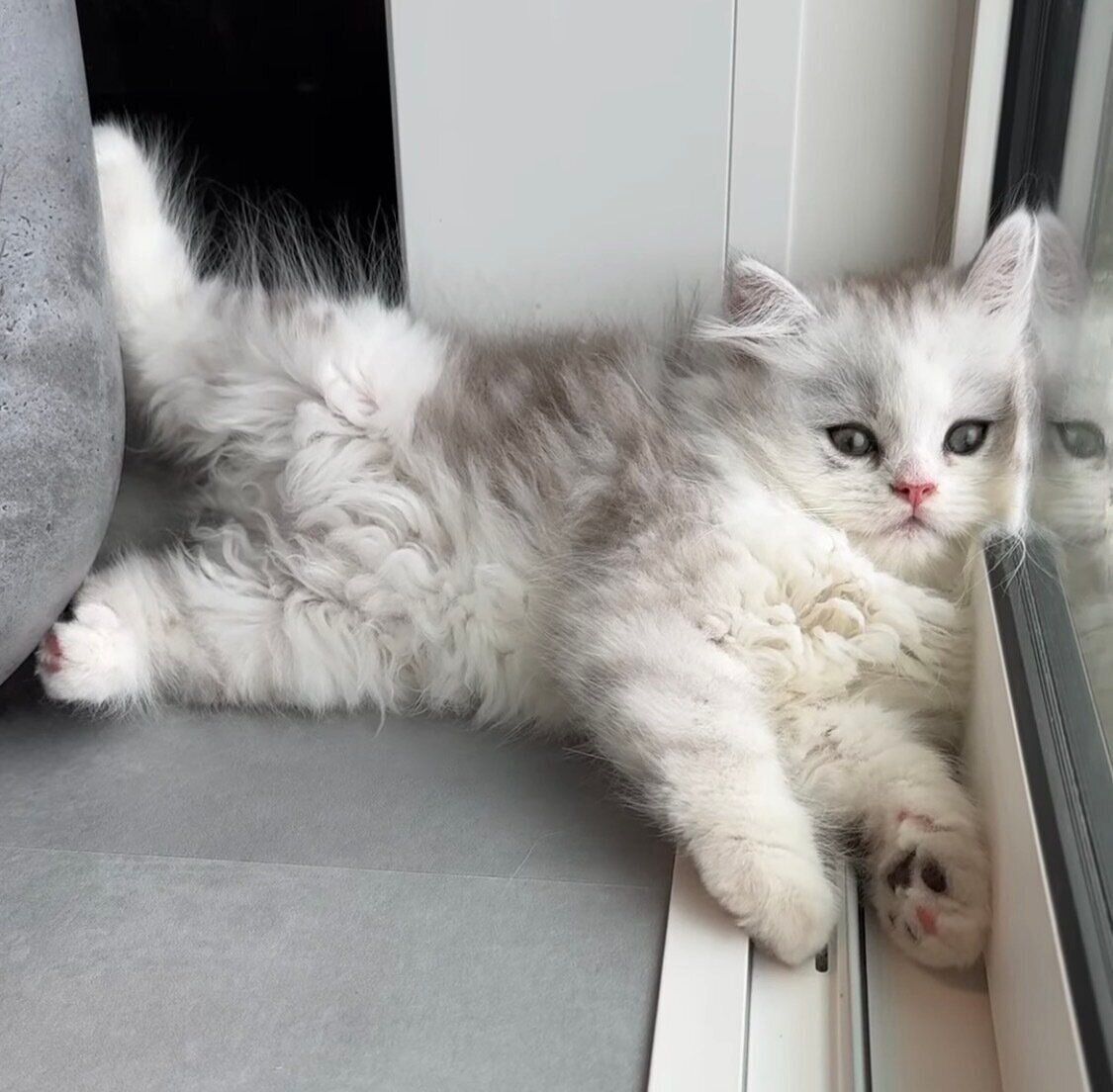 おもしろポーズで話題となったぴふちゃん（撮影時、生後2カ月）。