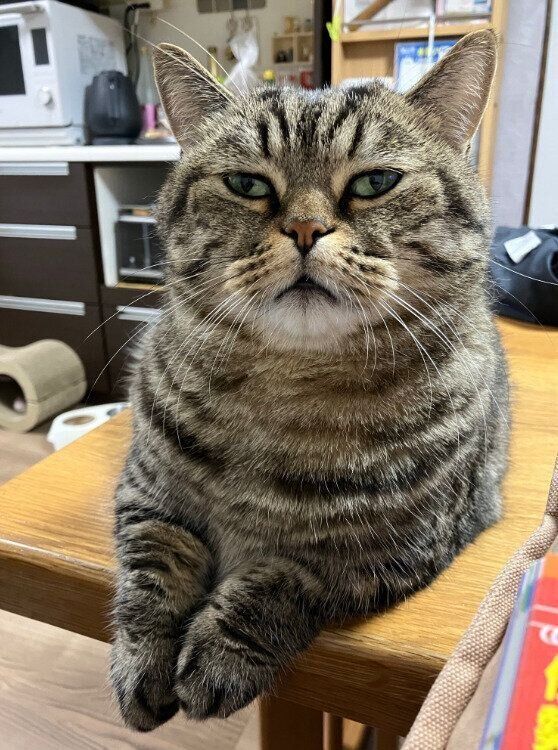 飼い主を見つめるマンチカン