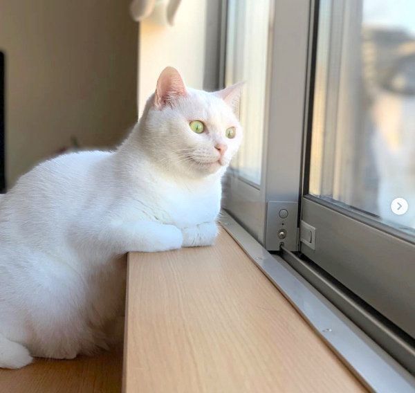 元保護猫・ミカヅキちゃん