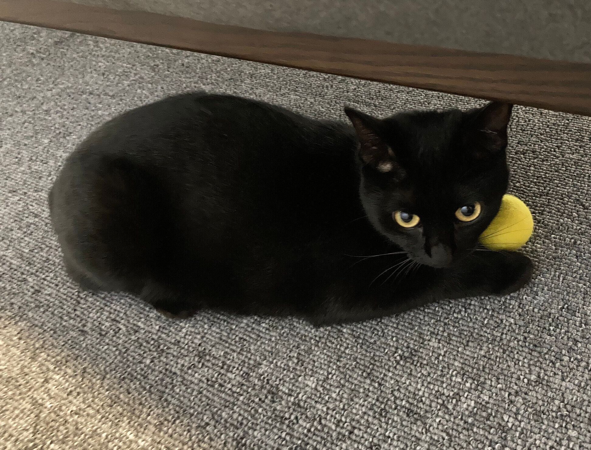 お気に入りのボールで遊ぶジジちゃん