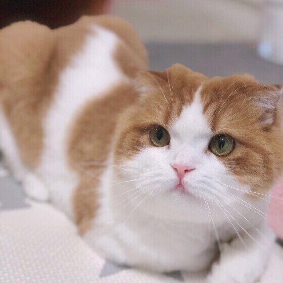 スコティッシュフォールドのさくらちゃん♪