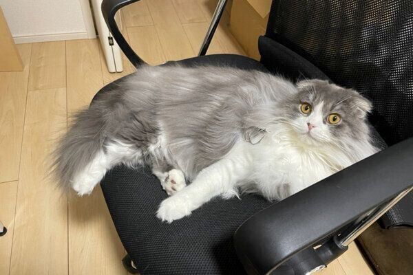 くつろぐイヴくん