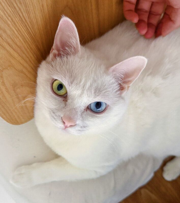 飼い主を見上げる猫
