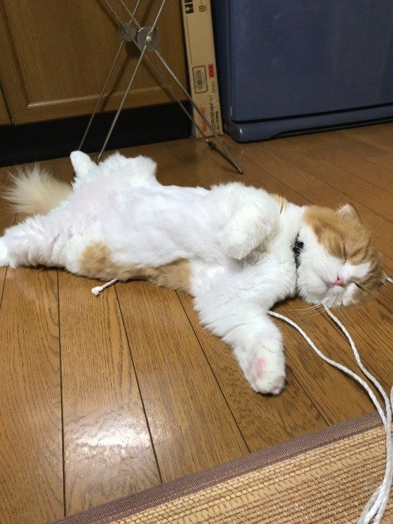 寝落ちするスコティッシュフォールド・ロングヘア