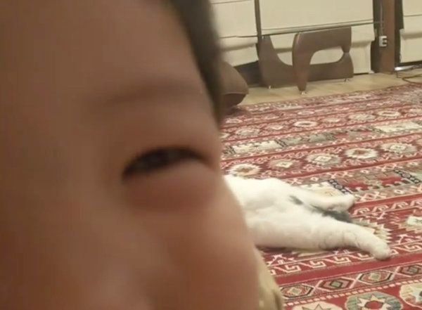 警戒心むき出しなスコティッシュフォールド