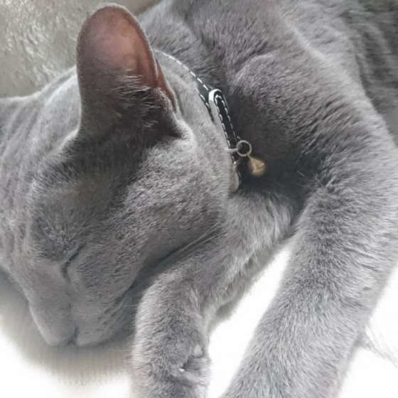 ロシアンブルー・カントくん・お昼寝