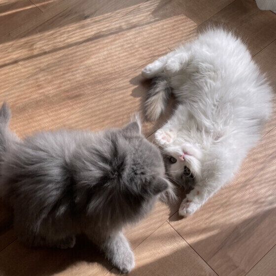 スコティッシュフォールドのベルちゃん