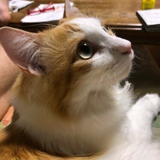 上目遣いの猫の横顔