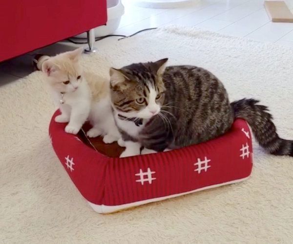 仲良しなマンチカン