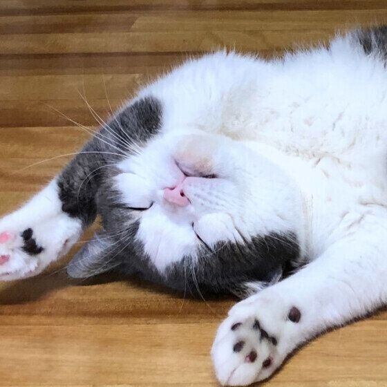 スコティッシュフォールドの和真くん