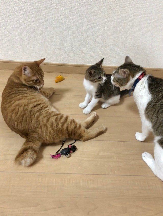 遊んだ後の一休み？