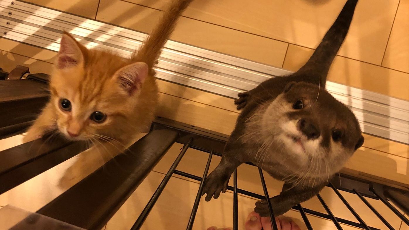 巷で話題 可愛すぎる猫とコツメカワウソの日常を覗いてみた ねこのきもちweb Magazine 巷で話題 可愛すぎる猫とコツメカワウソの日常を覗いてみた ねこのきもちweb Magazine