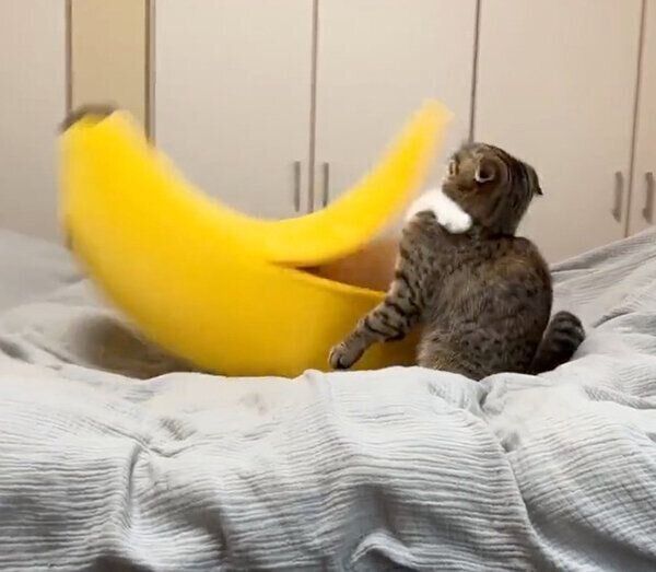 まつたけちゃんに襲いかかるおすしくん