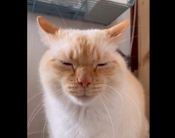 うんちをするのときに口をすぼめる、てとくん