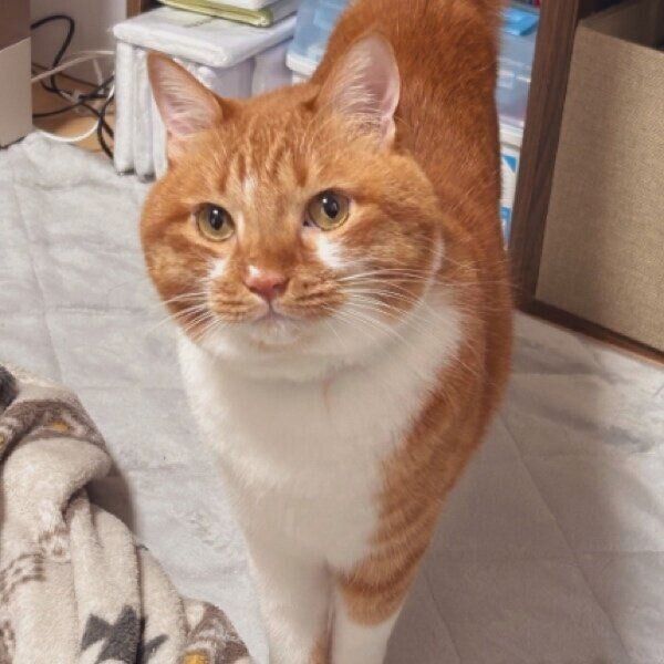 オヤツを見てテンションが上がるごま太郎くん