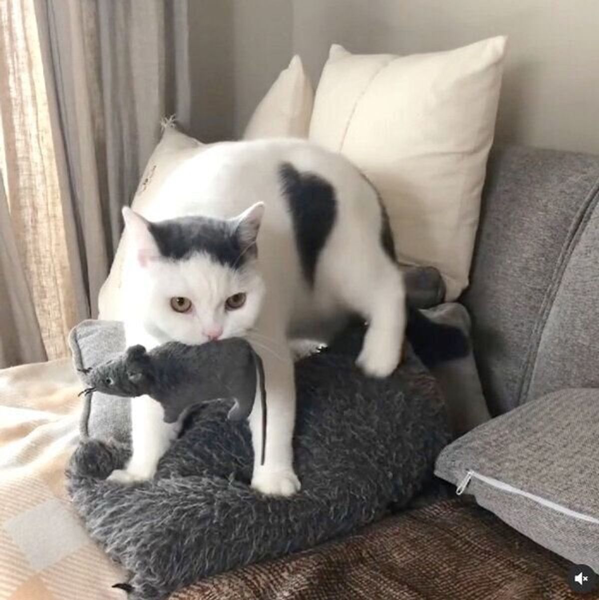 真剣な面持ちがジワジワくる 笑 お気に入りのぬいぐるみをくわえて一生懸命フミフミする猫 ねこのきもちweb Magazine 真剣な面持ちがジワジワくる 笑 お気に入りのぬいぐるみをくわえて一生懸命フミフミする猫 ねこのきもちweb Magazine