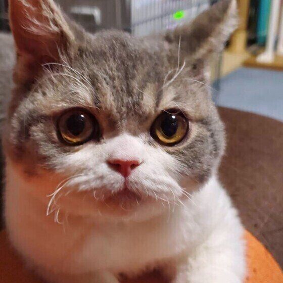 セルカークレックスのとんくん