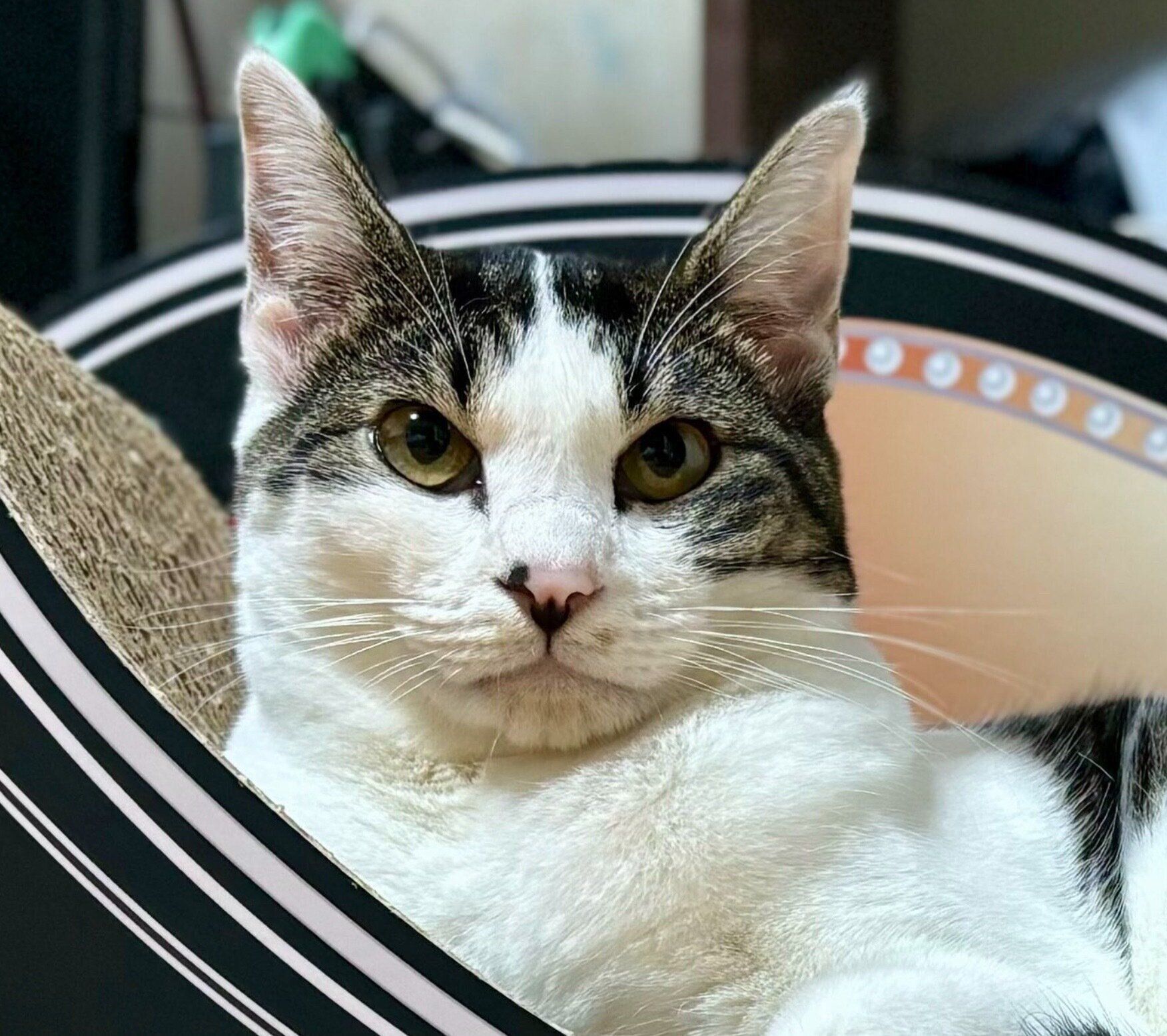 見つめるしおちゃん