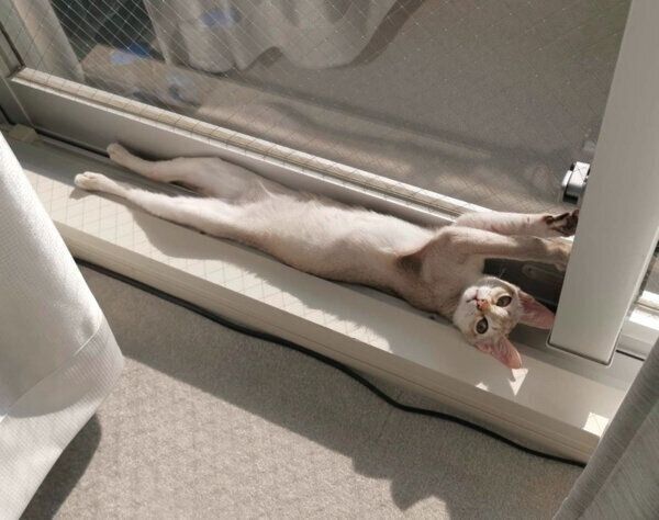 窓際で伸びるルルちゃん