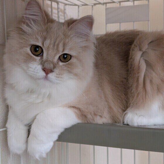 サイベリアンのくうちゃん