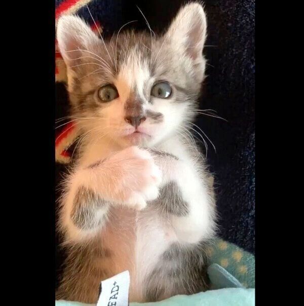 見つめるししゃもちゃん