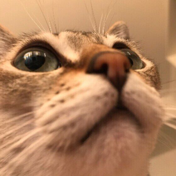 見上げるシンガプーラ