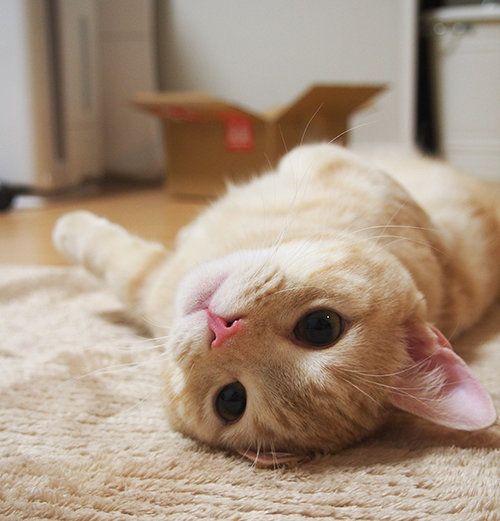 猫砂をポリポリ…!? ぷーちゃんのお気に入りの猫砂 【マンチカン