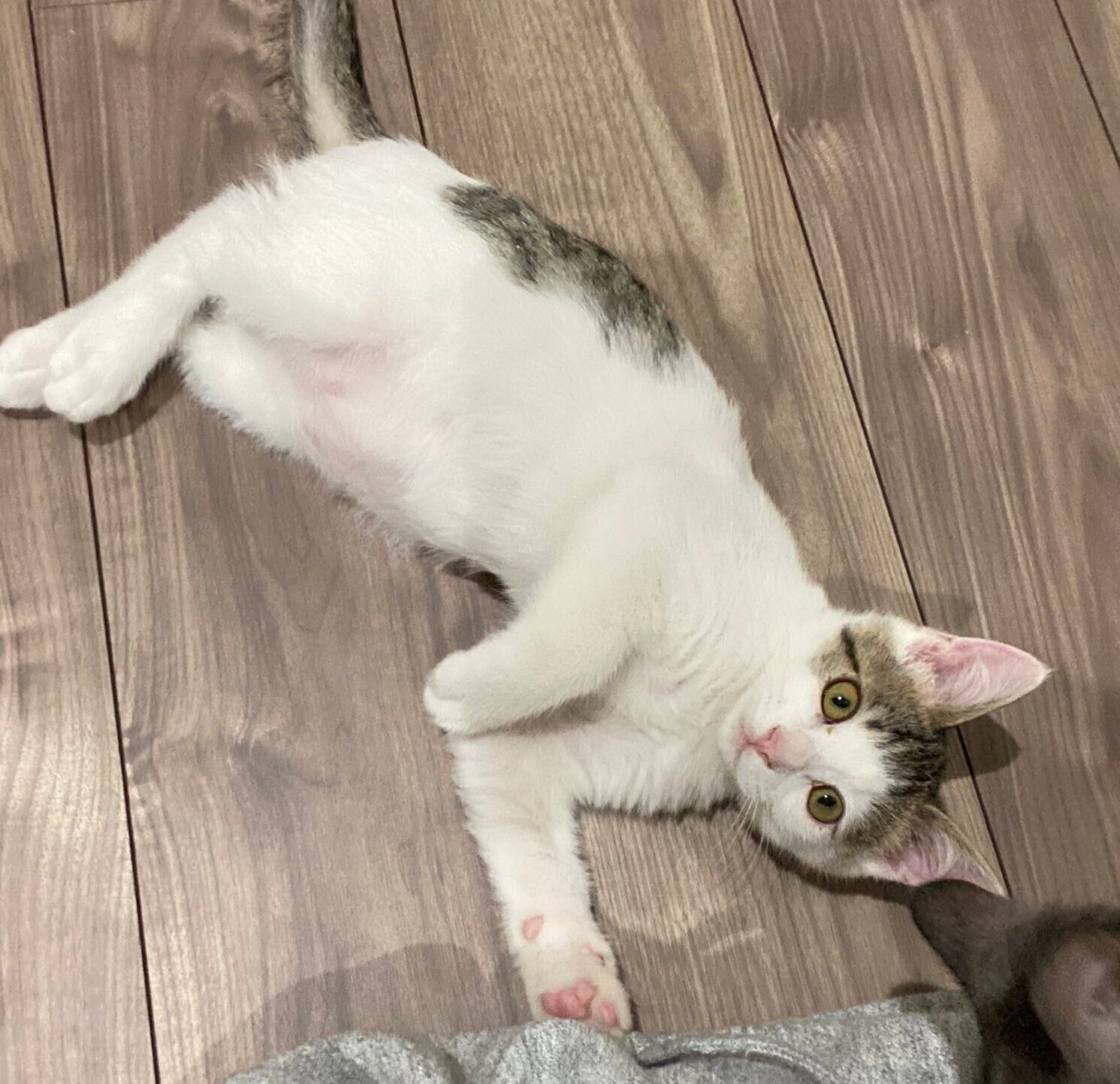 名前決定！しーちゃん