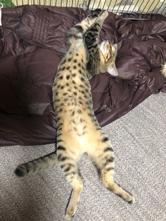 盆踊りをする、リリくん