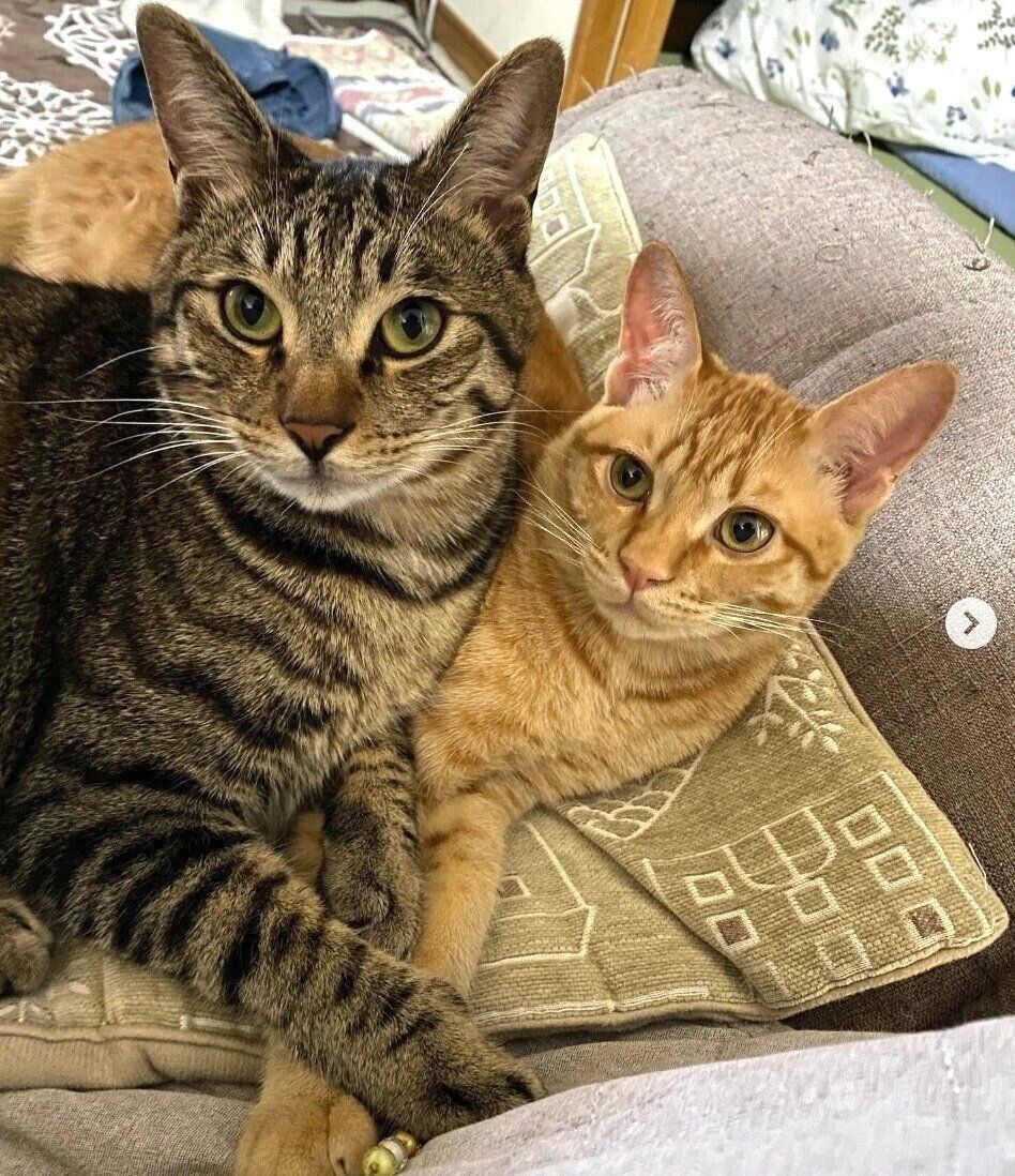 もずくくんとつくしくん