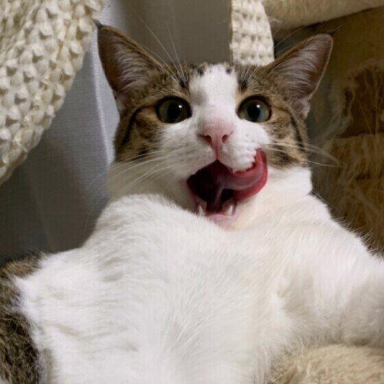 ベロをペロッと出す猫