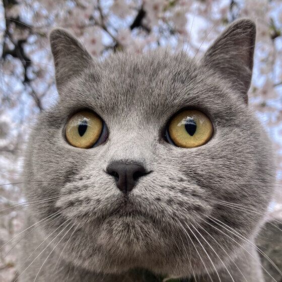 まん丸お目目のうにちゃん