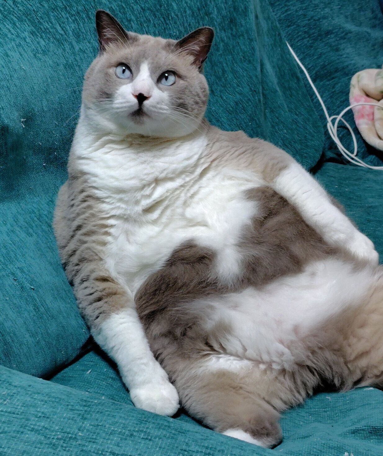 くつろぐパンくん