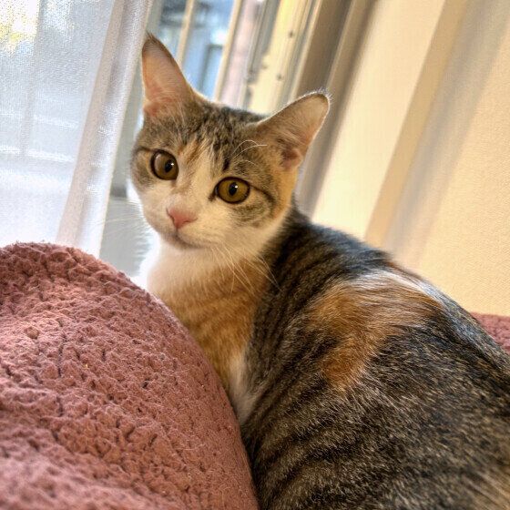 ミケの冬ちゃん