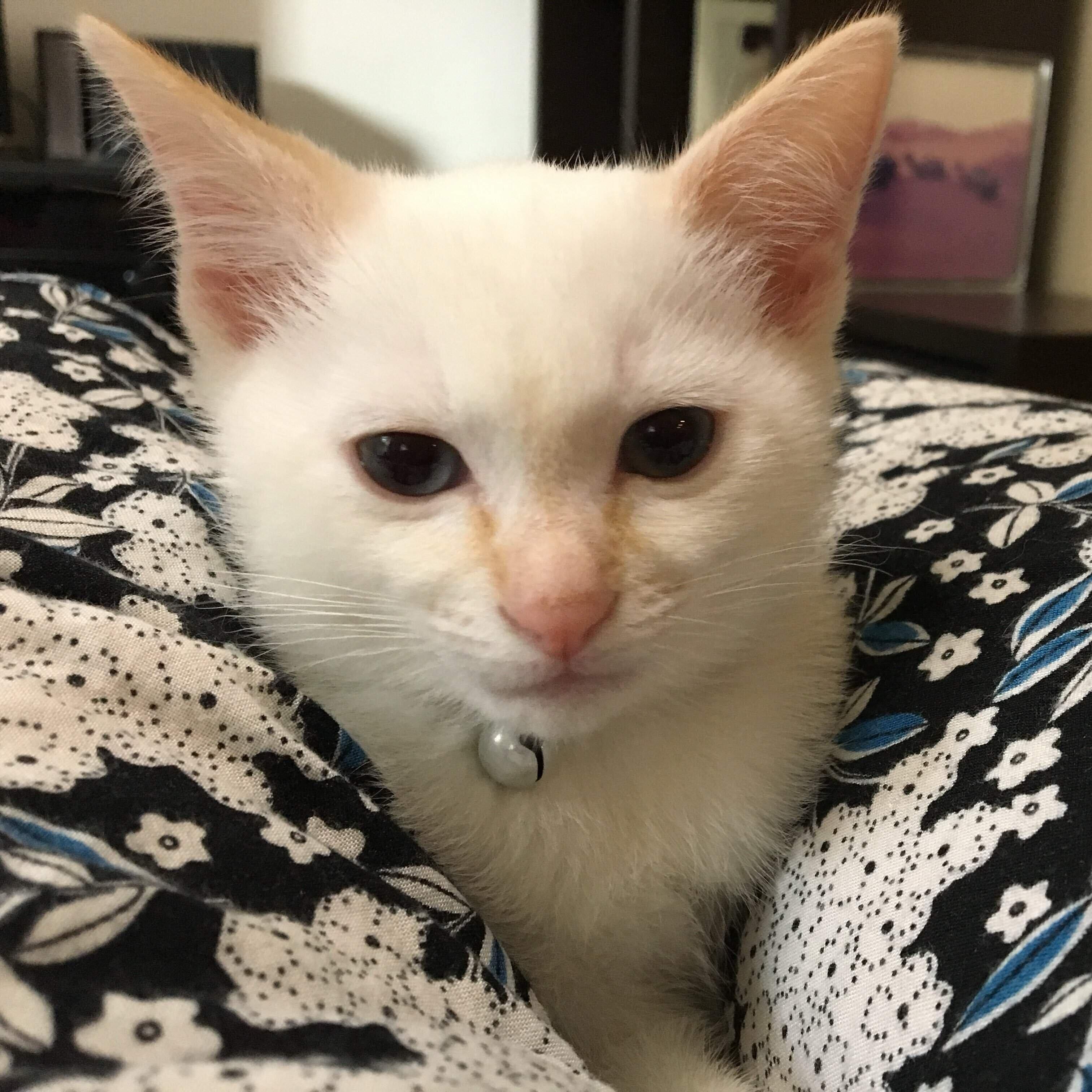 生後2カ月のころに撮影した白玉ちゃん