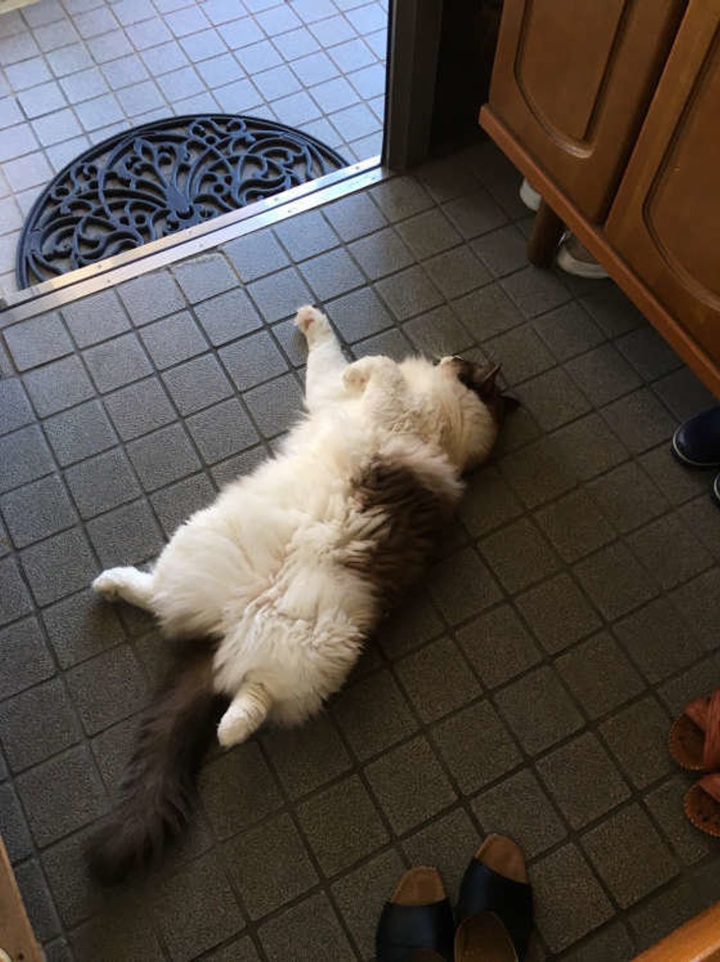 猫に人気の ひんやりスポット 夏ポーズ とは ねこのきもちweb Magazine 猫に人気の ひんやりスポット 夏ポーズ とは ねこのきもちweb Magazine