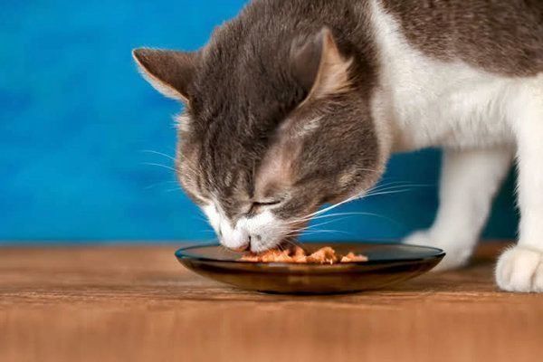 ごはんを食べる猫