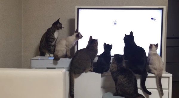 YouTubeを鑑賞する猫