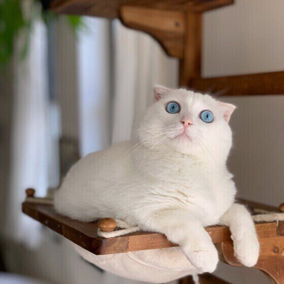 スコティッシュフォールドのましゅーくん