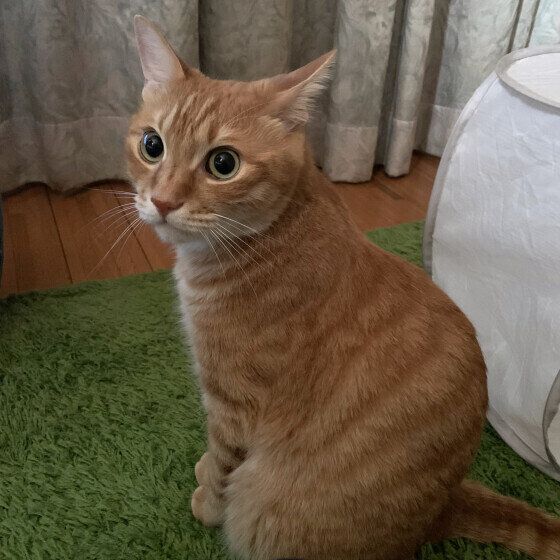 まんまるおめめのとらのすけくん