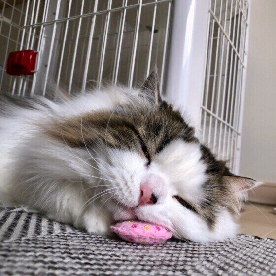 スコティッシュフォールド・ロングヘアのレオくん♪